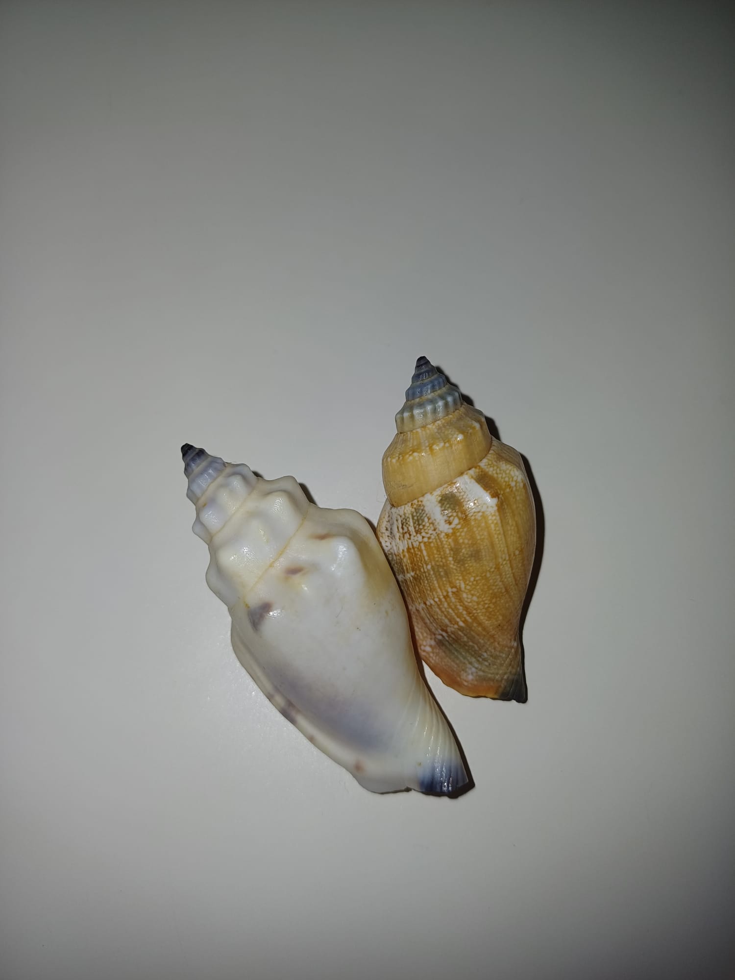 Conchiglie da identificare